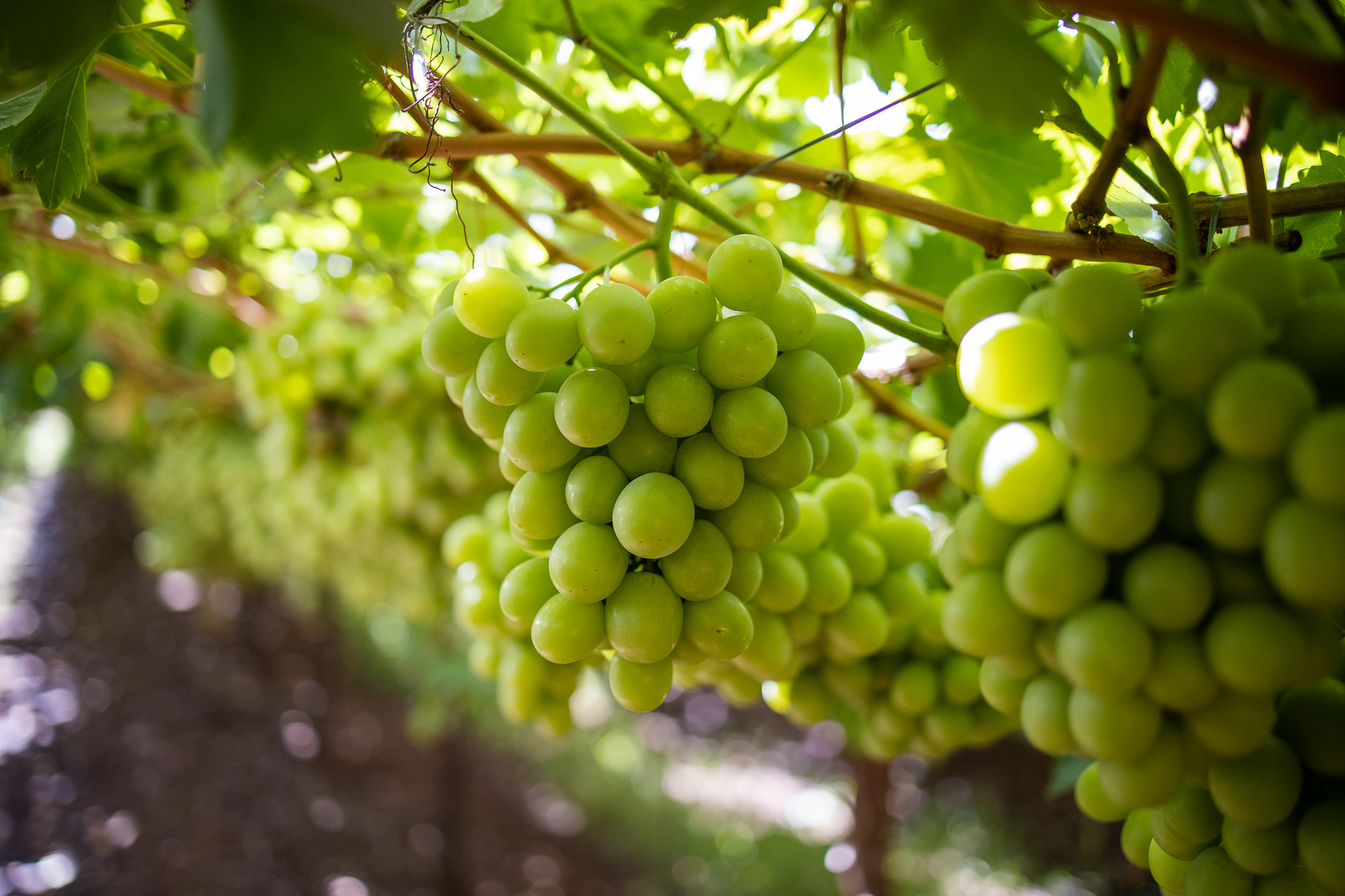 White Variety