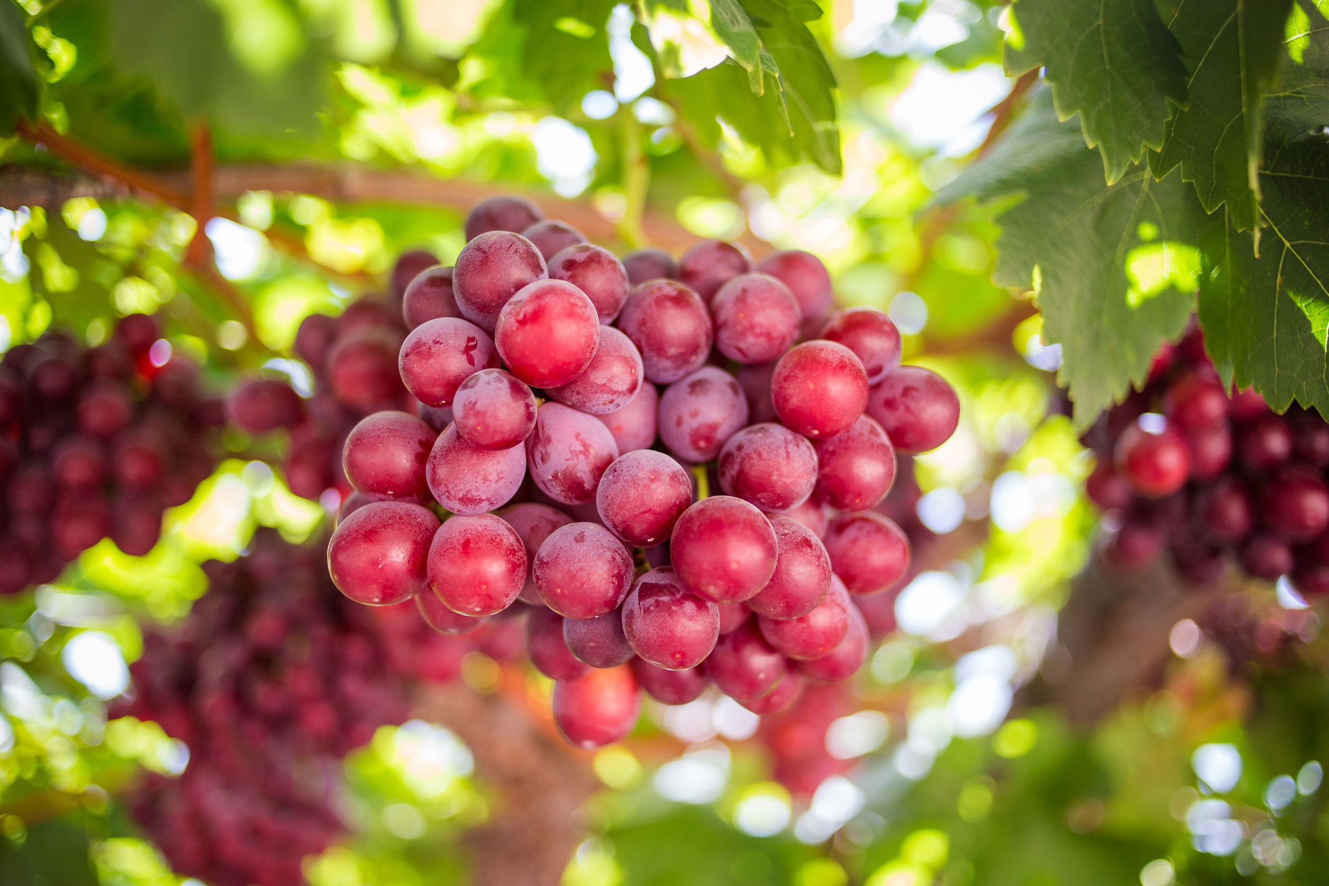Red Variety