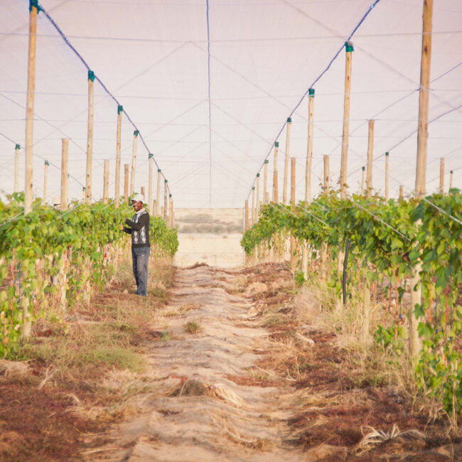 Sustainable Farming