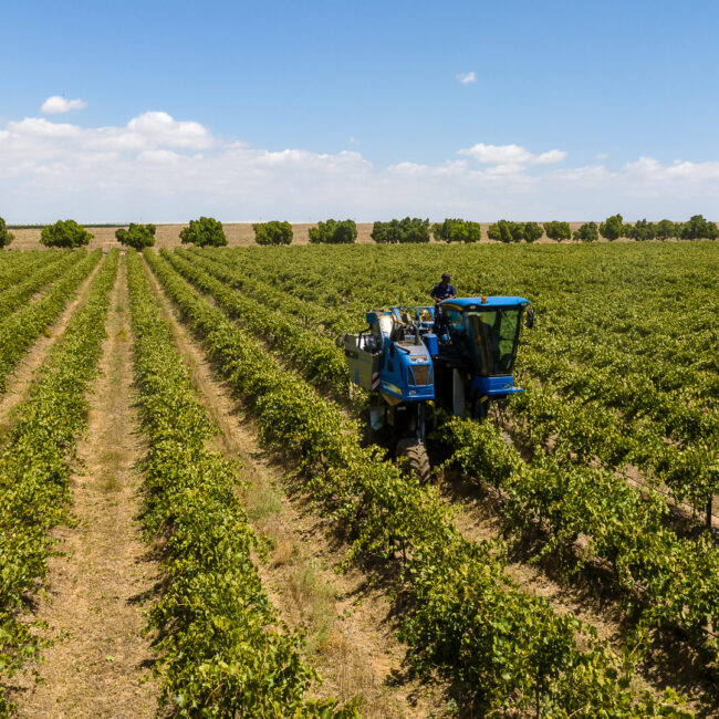 Okona - Kotze farms